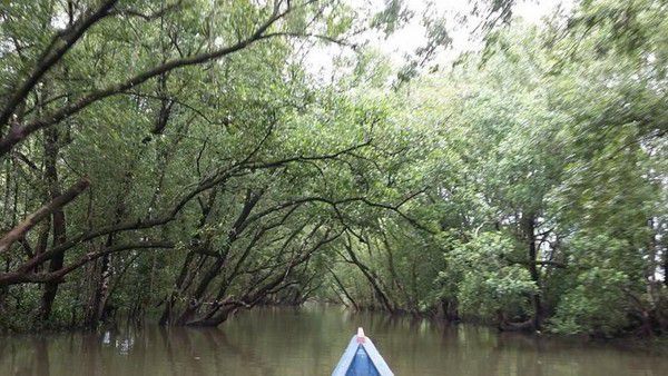 Taman Hutan Mangrove Tarakan