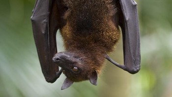 Kelelawar punya respons kekebalan yang kuat terhadap virus. Ini membuatnya menjadi inang virus yang bisa mematikan jika berpindah ke makhluk hidup lain. Foto: Ilustrasi/Istimewa