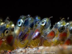 Karya Mencengangkan Jawara Kontes Foto Underwater