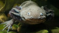 Wajahnya tampak senantiasa tersenyum sehingga ada yang menganggapnya menggemaskan. Tapi ada pula yang bilang wujudnya aneh. (Foto: iStock)