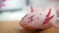 Axolotl punya kemampuan meregenerasi sel dan organ tubuh yang luar biasa. Persis seperti Deadpool. (Foto: iStock)
