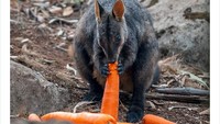 Pemberian bantuan makanan pada koala dan walabi ini diupdate terus menerus. Banyak potret yang bikin haru karena menunjukkan betapa bahagianya hewan tersebut bisa makan sayuran segar. Foto: Animals Australia/Matt_KeanMP
