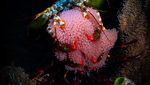 Cantik! Foto Terbaik Ocean Art yang Tampilkan Ikan dan Gurita