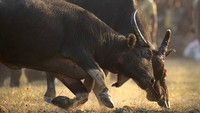 Kerbau sudah menjadi hewan ternak di Asia semenjak 5.000 tahun yang lalu. Yang diambil adalah daging, susu, kulit, tanduk serta tenaganya. ( AP Photo/Anupam Nath)