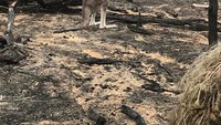 Hutan yang tadinya asri berwarna hijau, kini menghitam karena bekas terbakar. Insiden kebakaran besar di Australia ini mendapat sorotan dunia karena skalanya besar. Foto: Animals Australia/Matt_KeanMP