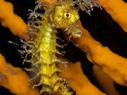 Karya Mencengangkan Jawara Kontes Foto Underwater