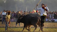 Seorang warga bersuka cita usai kerbau miliknya keluar sebagai juara dalam pertandingan adu kekuatan kerbau tersebut.