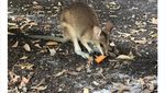 Potret Bahagia Walabi Australia Ketika Dapat Bantuan Makanan