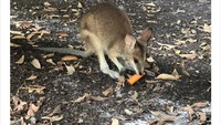 Pemerintah setempat pun berusaha semaksimal mungkin agar hewan yang masih hidup di hutan bisa selamat. Diikuti dengan masyarakat yang juga tergerak melakukan hal serupa. Foto: Animals Australia/Matt_KeanMP