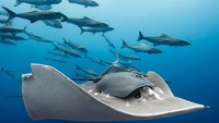 Ikan ini berhasil menempati posisi pertama, sebagai juara fotografi bawah laut terbaik di Ocean Art 2019. Warna yang cantik, hingga penumpang di atasnya menambah kesan tersendiri. Foto: Ocean Art 2019