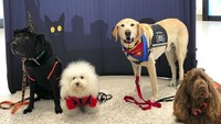 Anjing terapis di bandara mempunyai sertifkat khusus sehingga mereka bebas berkeliaran di terminal. (sfowagbrigade/Instagram)