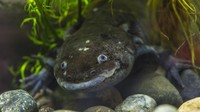 Foto: iStock