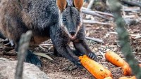 Menurut Matt Kean selaku Menteri Lingkungan Hidup New South Wales, koala dan walabi yang terjebak dalam hutan bekas kebakaran tidak punya pasokan makanan. Mereka kelaparan dan mengandalkan bantuan makanan dari luar. Foto: Animals Australia/Matt_KeanMP