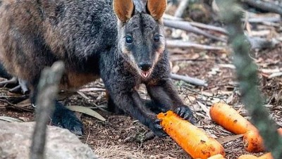 Potret Bahagia Walabi Australia Ketika Dapat Bantuan Makanan
