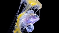 Lomba Ocean Art 2019 ini diikuti oleh 78 negara, dengan representasi hasil karya fotografi dari seluruh dunia. Foto: Ocean Art 2019