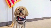 Kamu bisa berjumpa dengan Brigade Wag di Bandara San Fransisko. Hewan menggemaskan ini ada di terminal keberangkatan. (sfowagbrigade/Instagram)