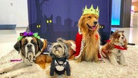 Brigade Wag terdiri dari anjing-anjing berbagai ras dan  ukuran. Mereka juga punya nama lho. Ada Ace si golden retriever, ada juga ras maltese yang bertemu orang-orang, Sussex dari ras spaniel Jackie yang suka dipeluk dan lainnya. (sfowagbrigade/Instagram)