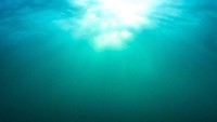 Lewat kontes Ocean Art 2019 yang diselenggarakan oleh Underwater Photography Guide, ratusan foto tentang keindahan alam bawah laut menarik perhatian. Di antaranya ada 10 foto terbaik, yang menampilkan biota laut, yang tak hanya sekedar menjadi makanan saja. Foto: Ocean Art 2019