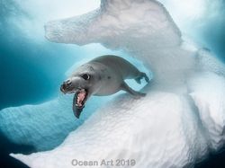 Karya Mencengangkan Jawara Kontes Foto Underwater