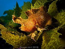 Karya Mencengangkan Jawara Kontes Foto Underwater