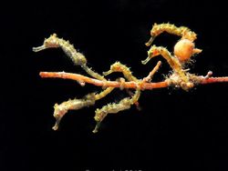 Karya Mencengangkan Jawara Kontes Foto Underwater