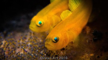 Jawara kategori Compact Macro diraih Talia Greis. Lokasi: Lembeh, Indonesia. Perlengkapan:   Sony RX100 IV Camera, Acquapazza Housing, Sea & Sea YS-D2 Strobe, Arch Torch D11V, Nauticam SMC-2 Diopter. Setingan kamera:   1/250 sec, F11, ISO 250. Foto: Ocean Art Underwater Photo 2019
