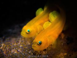 Karya Mencengangkan Jawara Kontes Foto Underwater