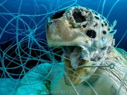 Karya Mencengangkan Jawara Kontes Foto Underwater