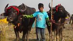 Lomba Adu Kerbau Meriahkan Perayaan Festival Panen di India