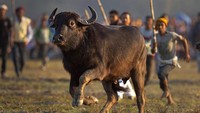 Festival panen ini pun diketahui rutin dirayakan setiap tahunnya dengan menggunakan penanggalan bulan Assam di Magh, yang bertepatan dengan bulan Januari.