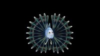  Ikan yang satu ini tampil cantik, menempati posisi ketiga dalam Ocean Art 2019. Ikan ini merupakan jenis Lionfish, yang cantik dan memiliki sirip seperti sayap indah. Foto: Ocean Art 2019