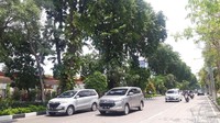 Saat terik menyengat, pohon ini melindungi masyarakat, sekaligus menyerap karbondioksida penghasil polusi.