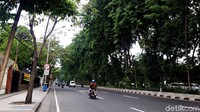 Begini penampakan jalanan di Surabaya yang asri dan rimbun.