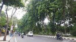 Potret Jalanan Kota Surabaya yang Asri dan Rimbun