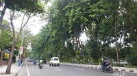 Wali Kota Surabaya Tri Rismaharini mengaku memang sengaja menanam banyak pohon. 
