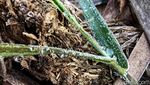 Fenomena Langka! Embun Es Selimuti Dieng di Awal Tahun