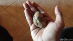 Potret Museum Kesehatan Surabaya yang Mistis