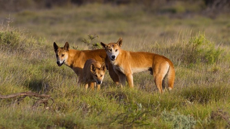 Dingo di Cape Range National Park