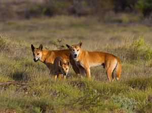 Sebelum Penjajahan Eropa, Hewan Dingo di Australia Diperlakukan Seperti Manusia