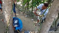 Sementara hingga pukul 10.00 WIB warga tampak silih berganti berdatangan dan mendekati pohon menangis tersebut. Mereka langsung mendekatkan telinganya ke pohon akasia setinggi sekitar 20 meter diameter 50 cm.