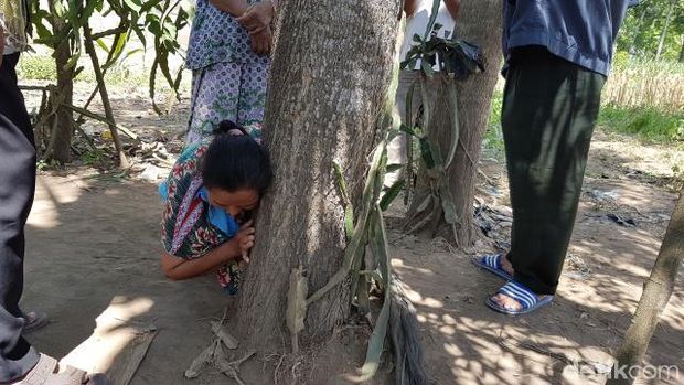 Warga berusaha mendengar pohon mengeluarkan suara perempuan/