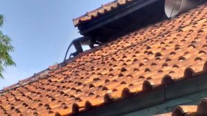 5 Tempat Ini Punya Hewan Langka Berwajah Imut