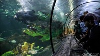 Tak perlu khawatir kelewatan menyaksikan atraksi barongsai di Sea World ini. Pasalnya atraksi tersebut akan berlangsung hingga 9 Februari mendatang (Pradita/detikcom)