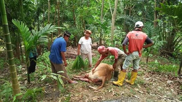 Harimau Terkam Ternak Warga di Lubuk Basung Sumbar
