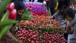 Foto: Cantiknya Warna-warni Bunga Tulip Bermekaran di Belanda