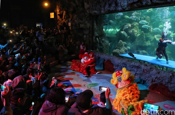 Para pengunjung memenuhi salah satu ruangan di Sea World untuk menyaksikan atraksi barongsai (Pradita/detikcom) Para pengunjung memenuhi salah satu ruangan di Sea World untuk menyaksikan atraksi barongsai (Pradita/detikcom)