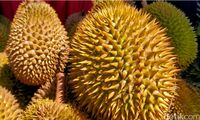 Di Pekalongan Ada Durian 'Nenek Moyang' dari Pohon Usia Ratusan Tahun