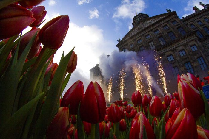 Foto Cantiknya Warna Warni Bunga Tulip Bermekaran Di Belanda Foto 5