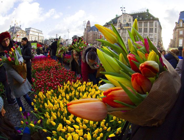 Foto Cantiknya Warna Warni Bunga Tulip Bermekaran Di Belanda