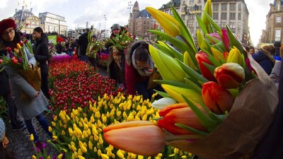 Foto: Cantiknya Warna-warni Bunga Tulip Bermekaran di Belanda